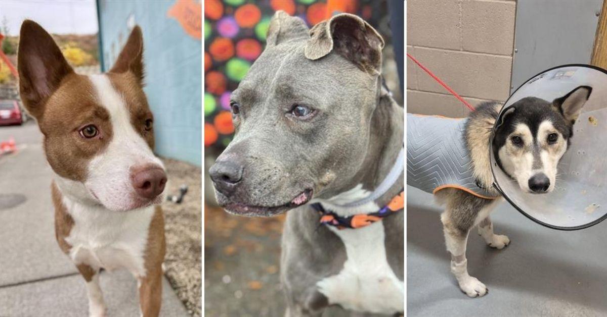 Image of The Humane Society for Tacoma & Pierce County currently has many dogs ready for adoption, including Buffy, Violet and Faith, pictured here.