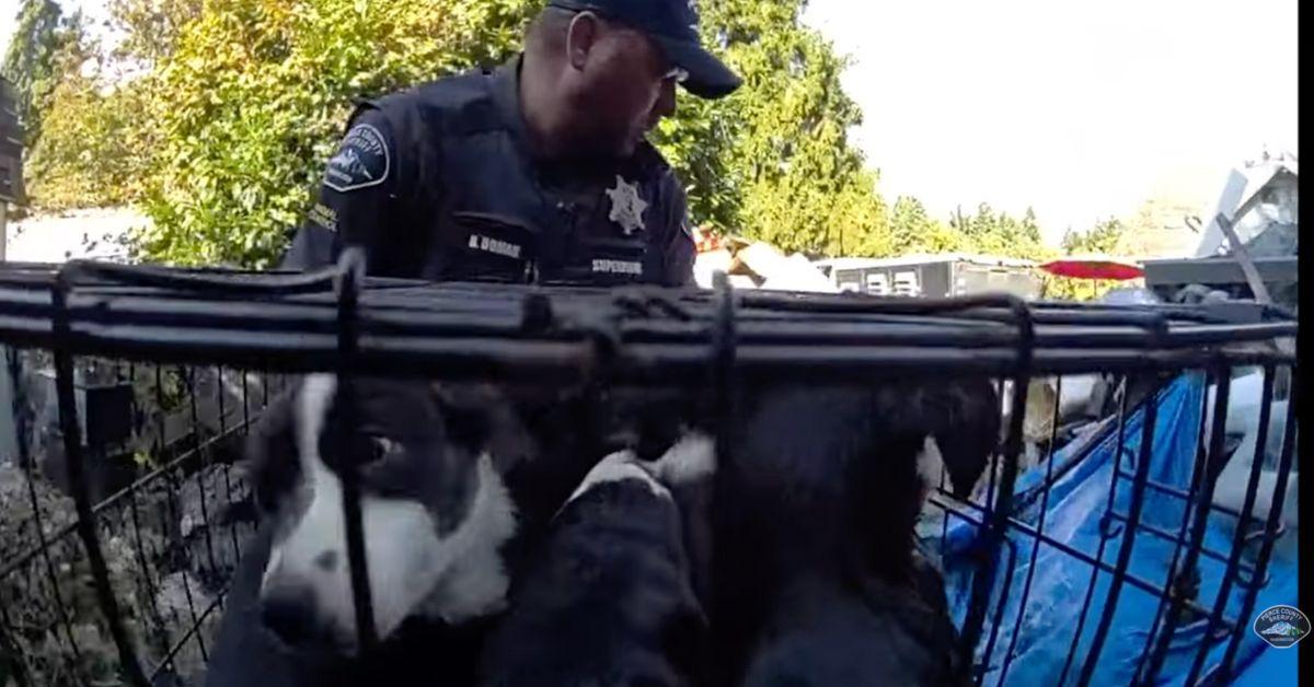 Image of 27 dogs were rescued from a Washington home where they were kept in horrific conditions.