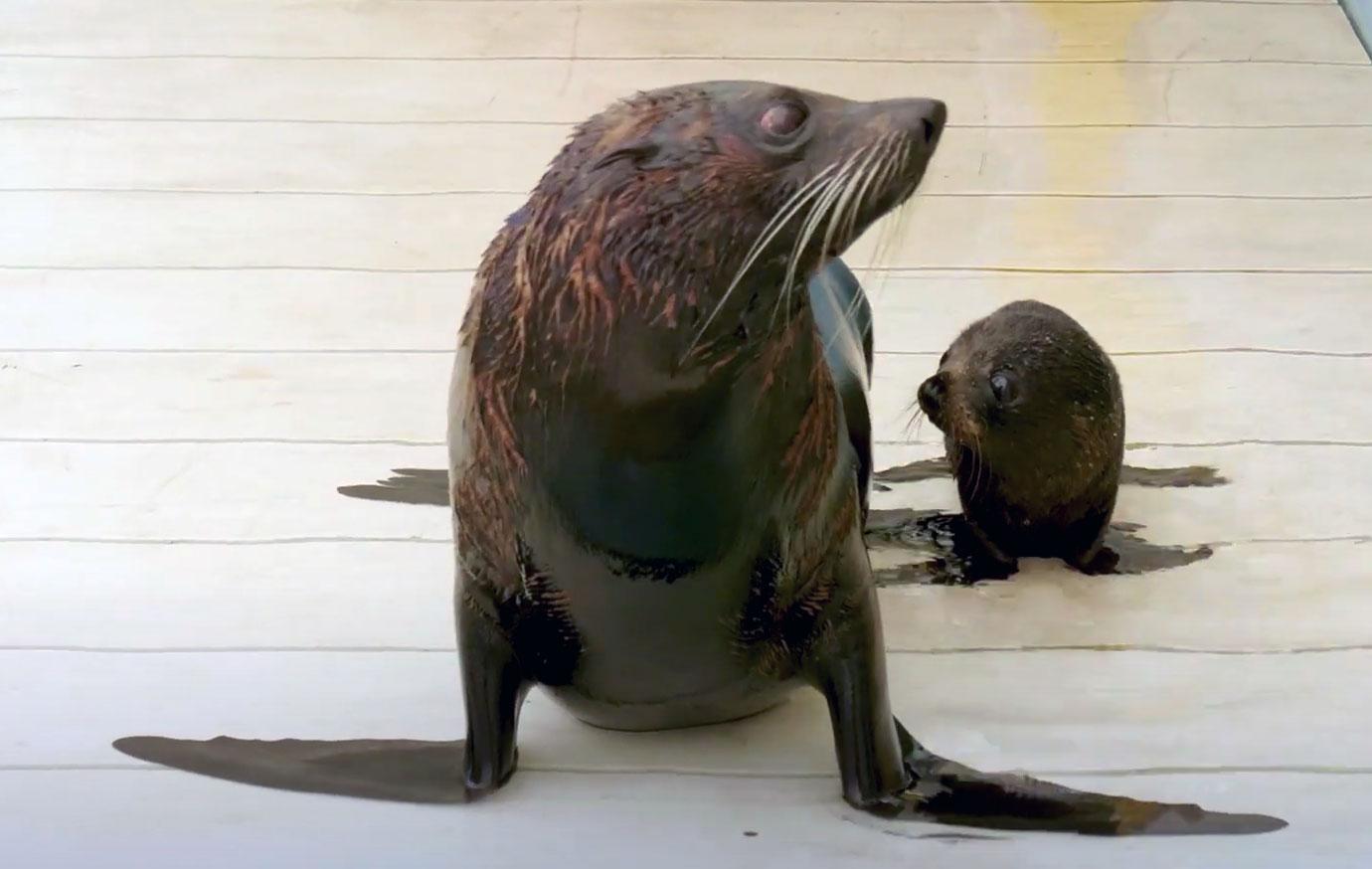 seal pup birubi debut at taronga zoo sydney mh