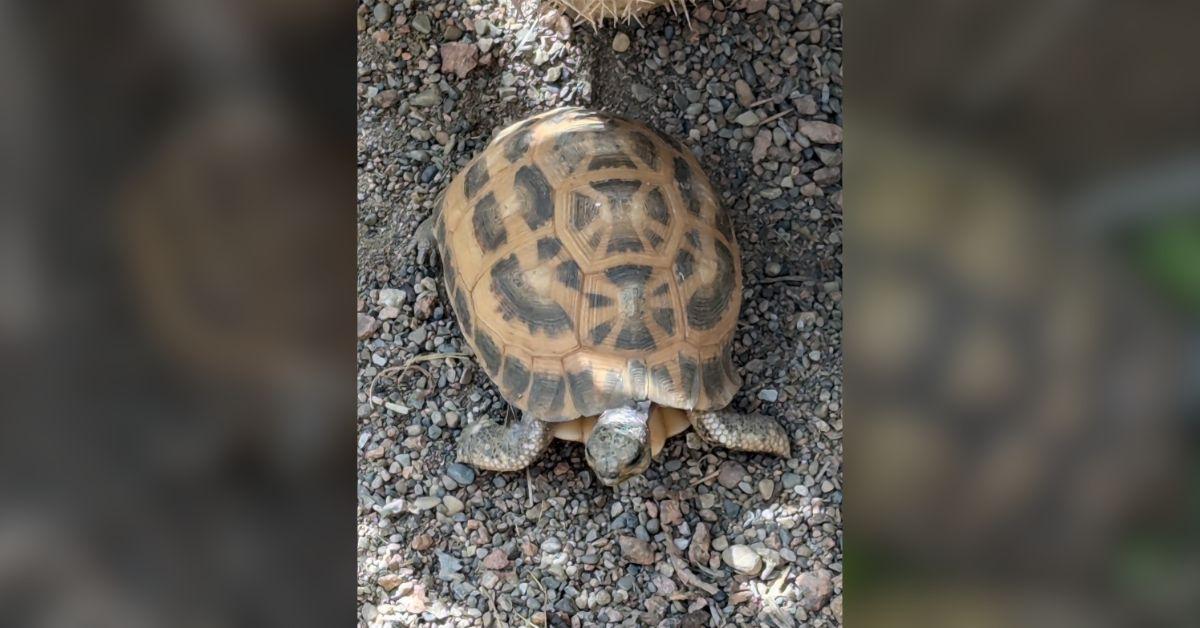 Image of A Northern Spider tortoise was stolen from the Indianapolis Zoo, according to state police.