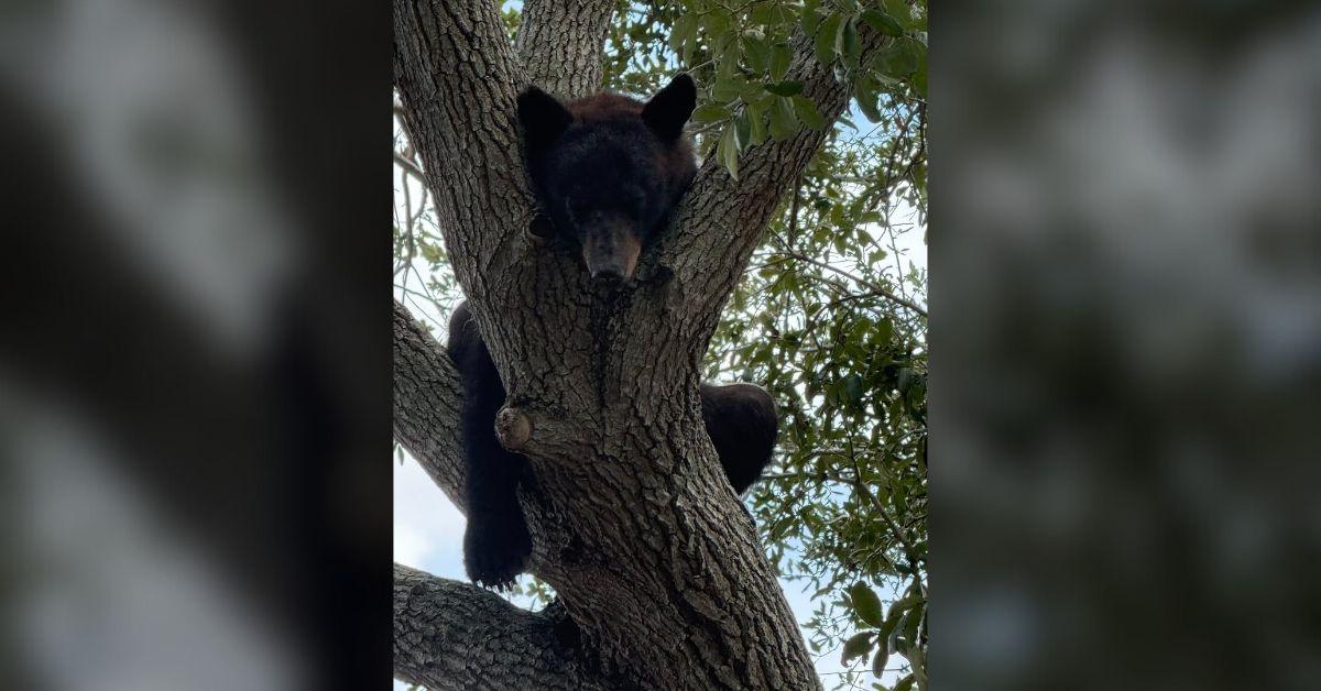 Image of Florida police assisted a black bear who was injured and hiding in a tree.
