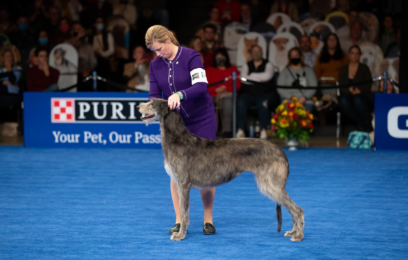 Who Won The National Dog Show 2021? See Photos Of The Winners