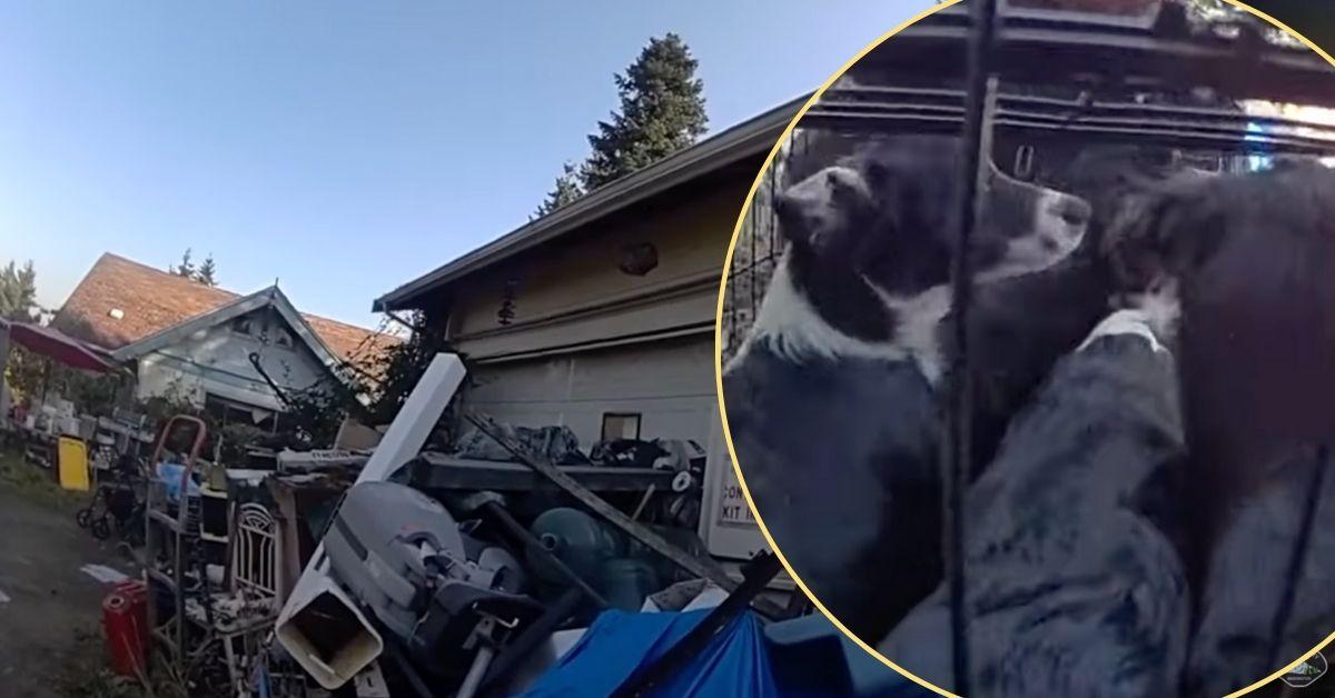 photo of home, animals being rescued.