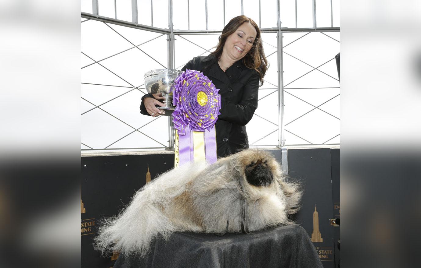 wasabi the pekingese visits empire state building after winning westminster