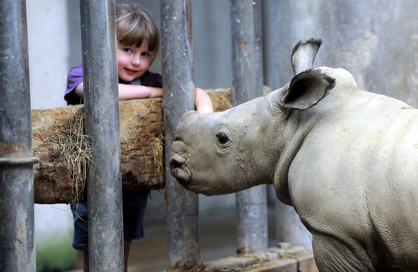 baby rhino molly at wildlife park