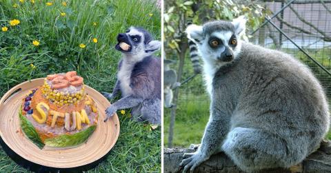 worlds oldest lemur turns