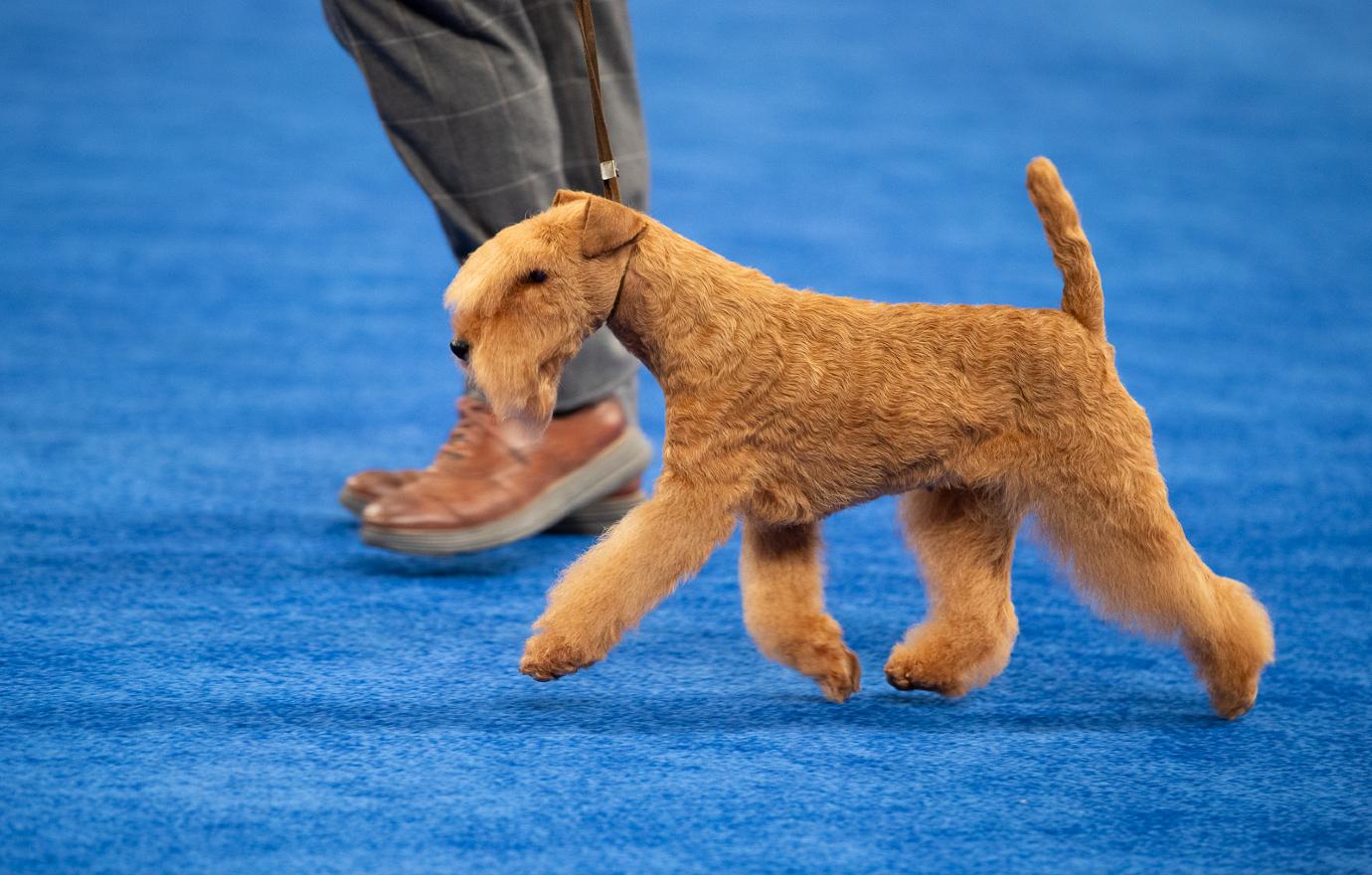 national dog show terrier