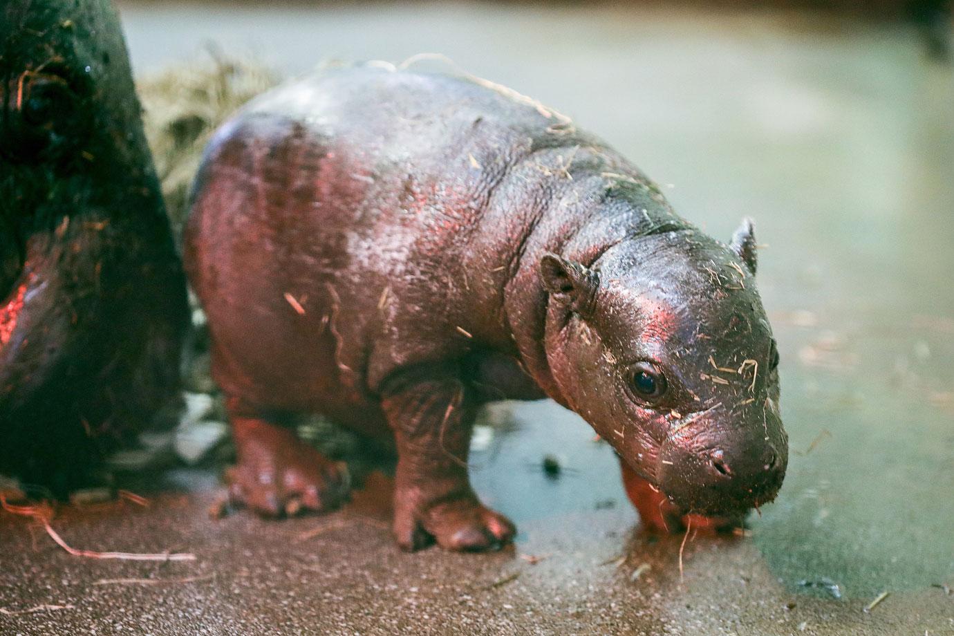 endangered pygmy hippo calf born at zoo