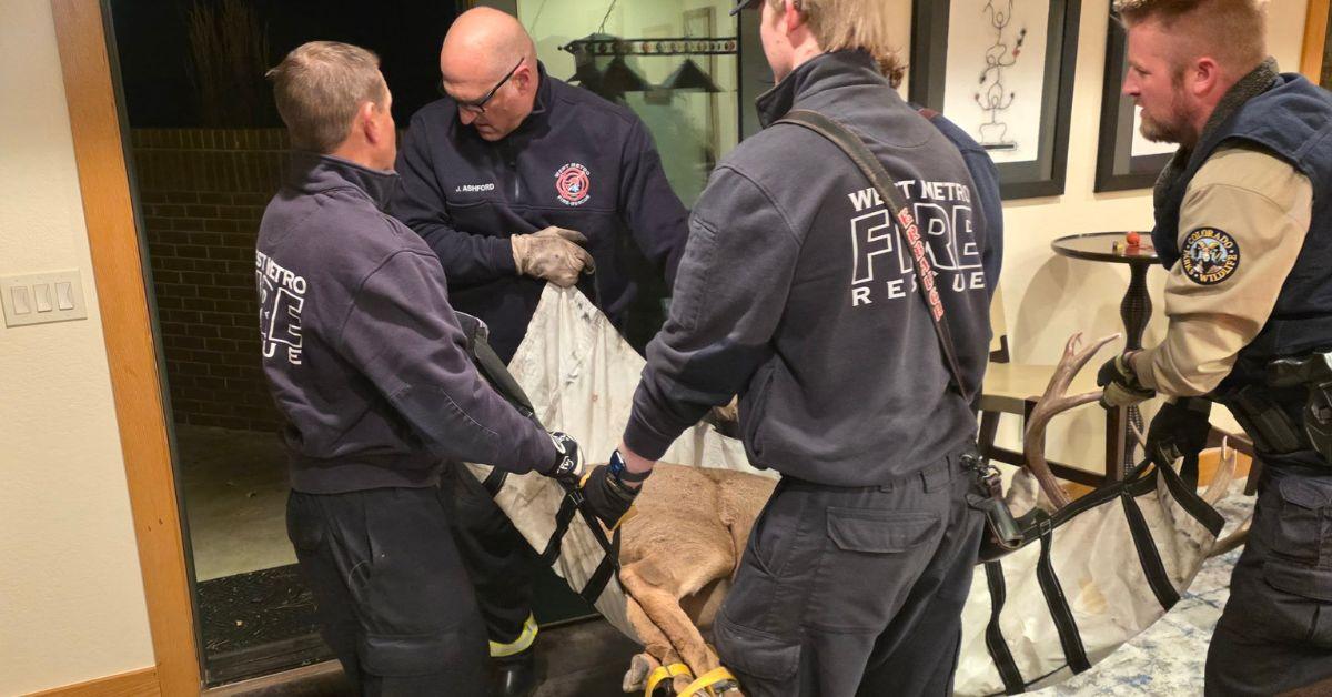 Image of The deer were soon released.