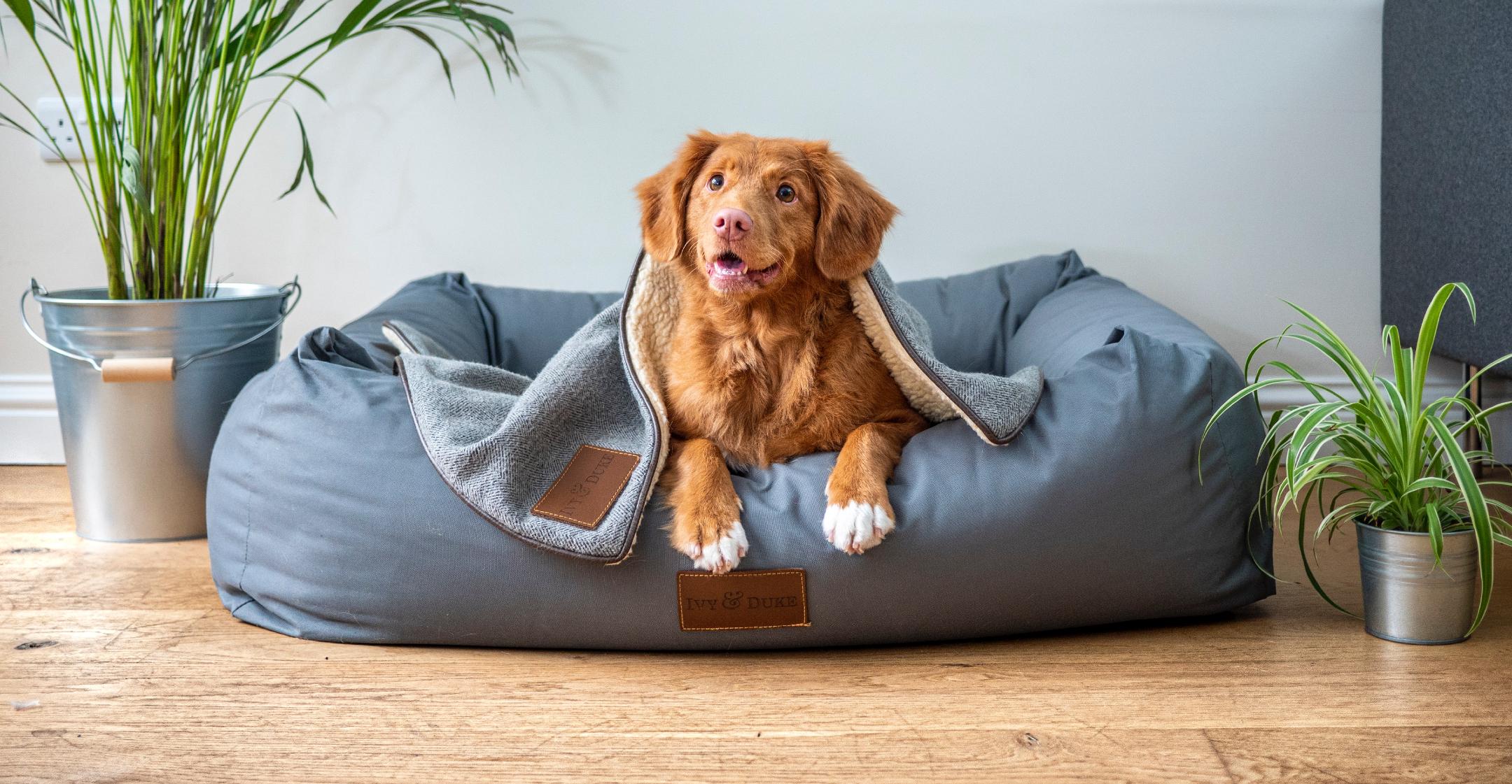 house plants flowers toxic to pets