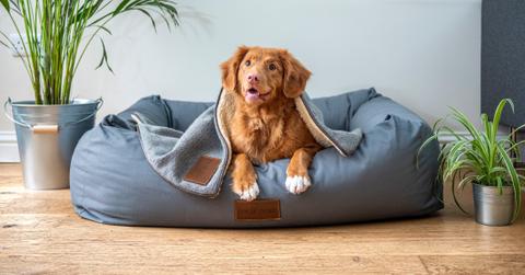 house plants flowers toxic to pets