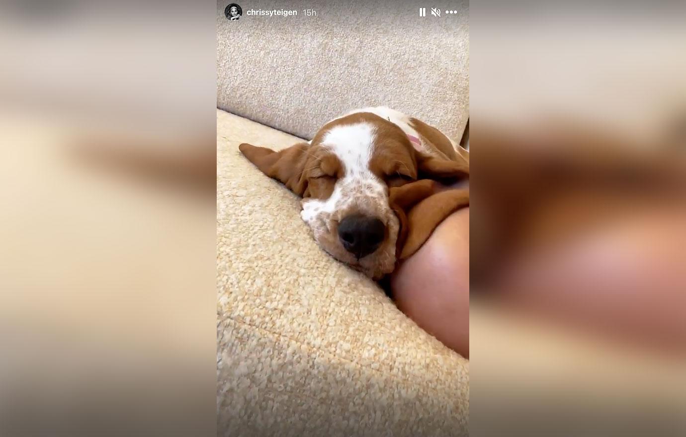 chrissy teigen john legend adopt adorable basset hound