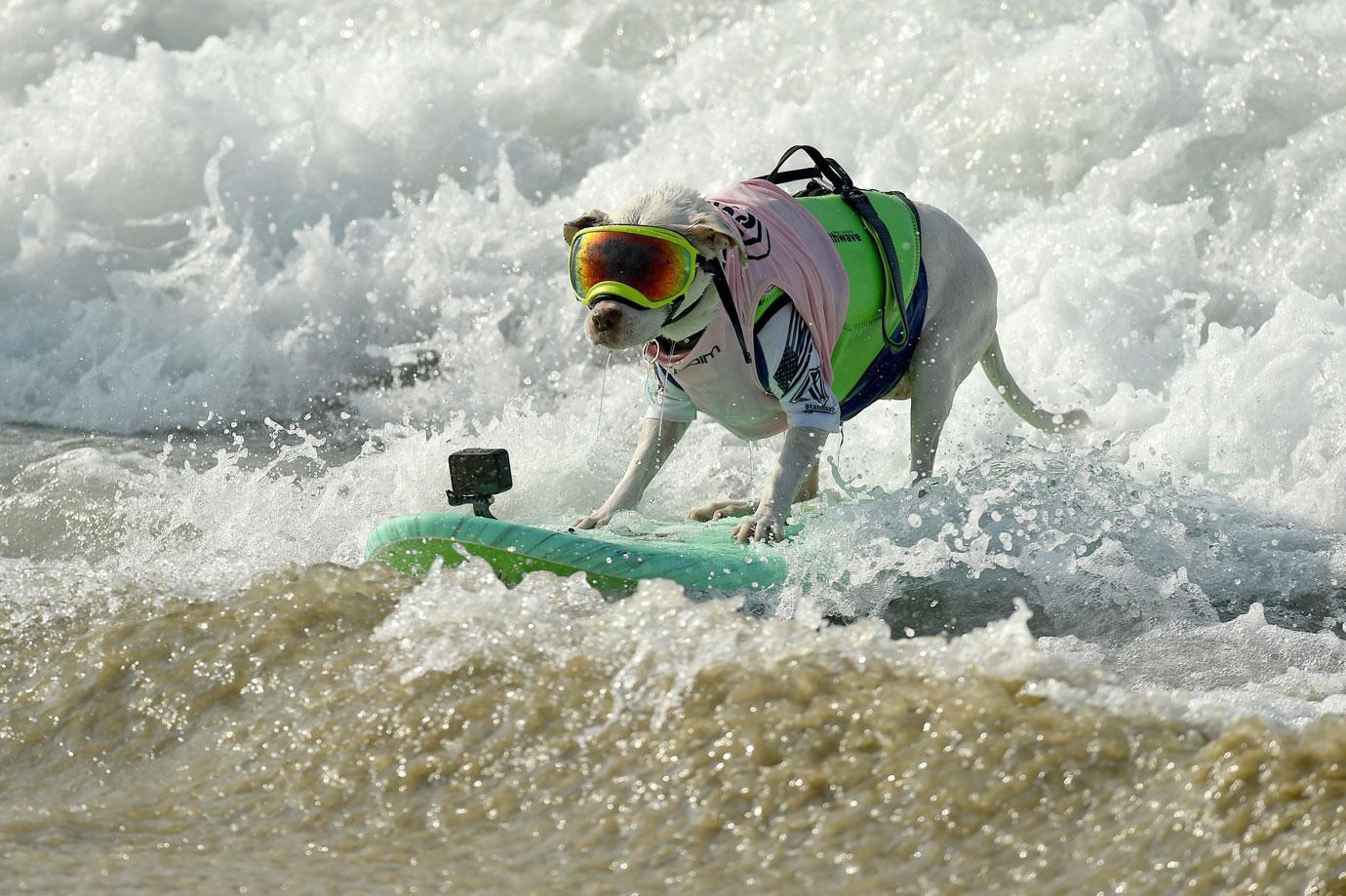 surf city surf dog competition