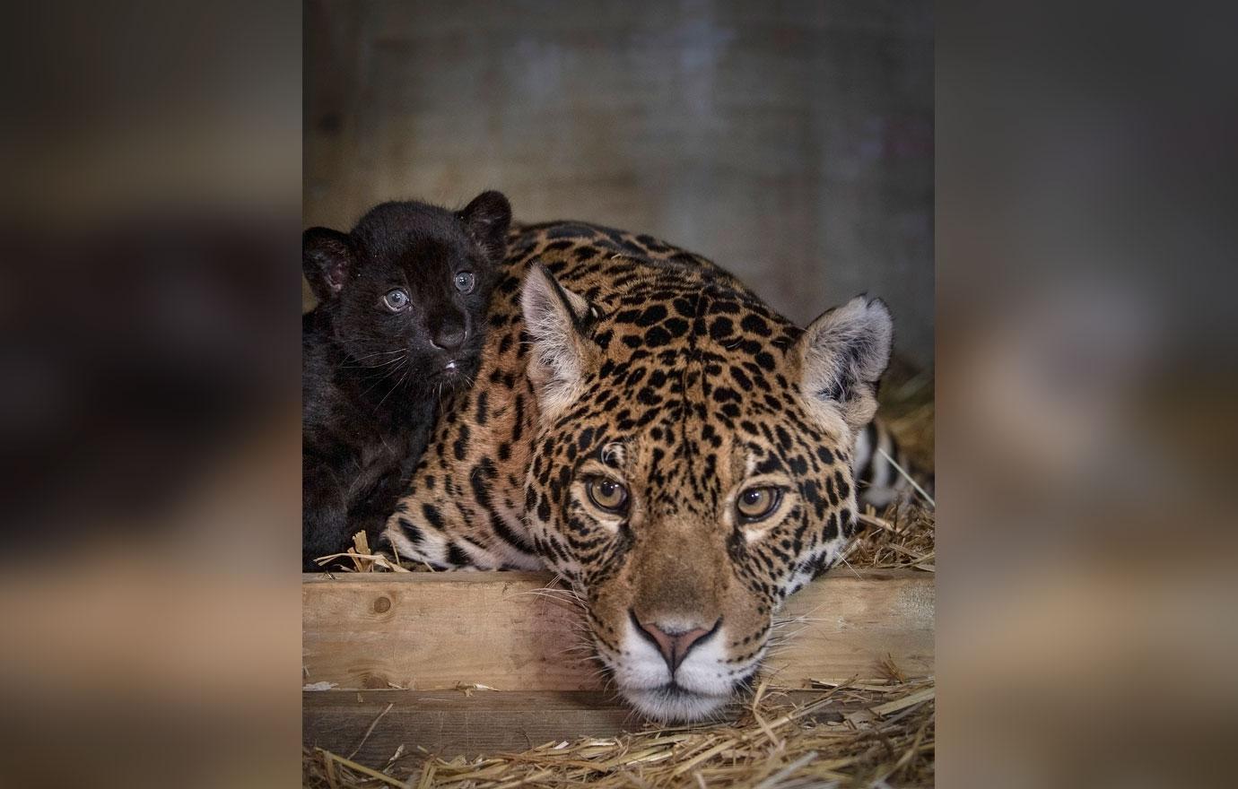 England's Big Cat Sanctuary Welcomes Rare Black Jaguar Cub: Photos
