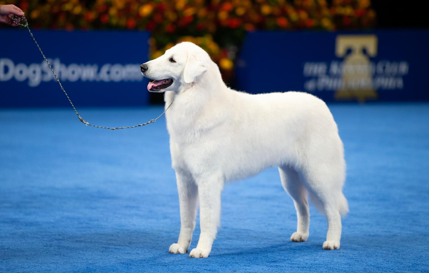 national dog show working