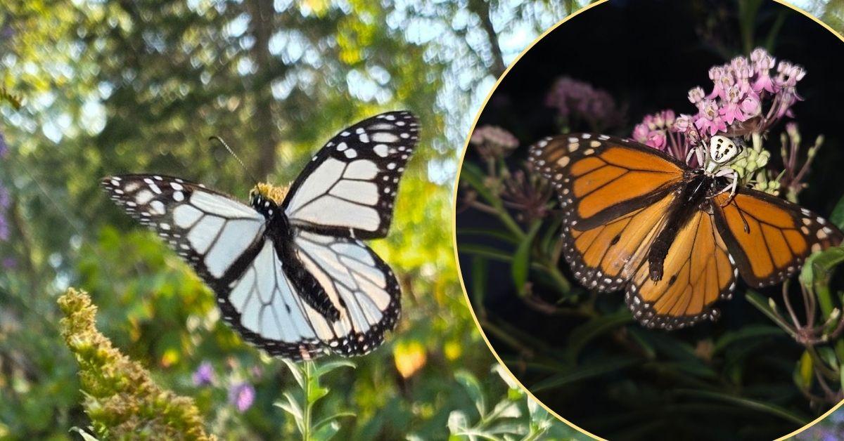 Image of A rare white monarch butterfly was spotted in the spot where an orange butterfly was eaten by a spider.