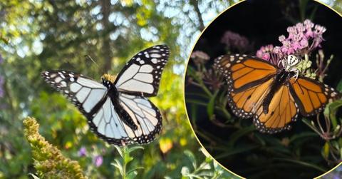 Image of A rare white monarch butterfly was spotted in the spot where an orange butterfly was eaten by a spider.
