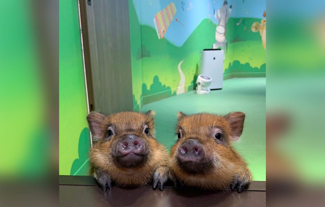 micro pigs at cafe in japan