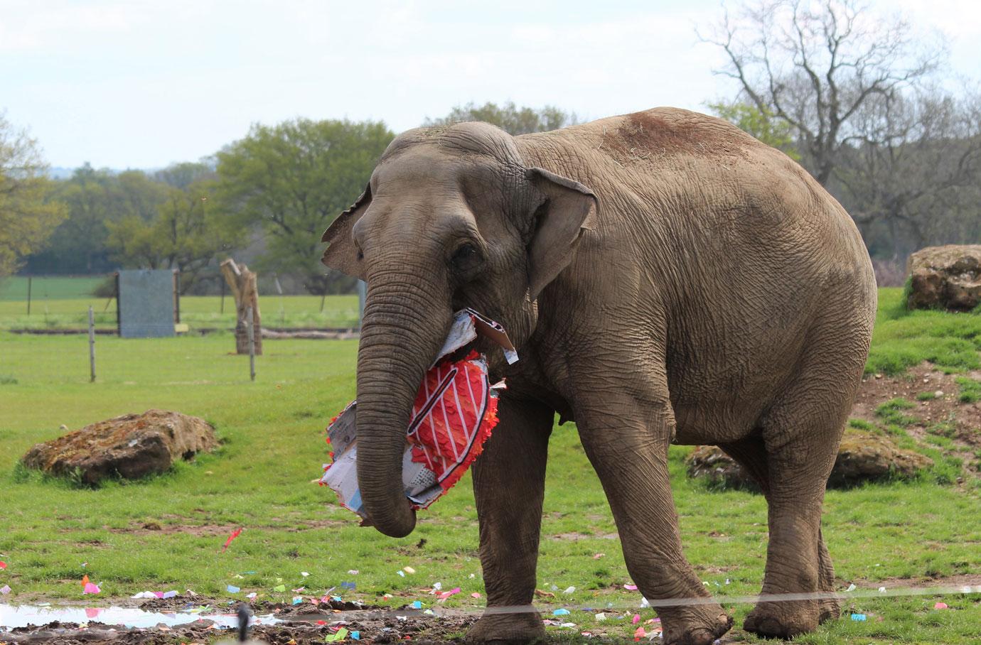 smashing fun for elephants at zsl whipsnade