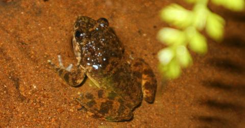 Image of Researchers discovered three very special toad species.