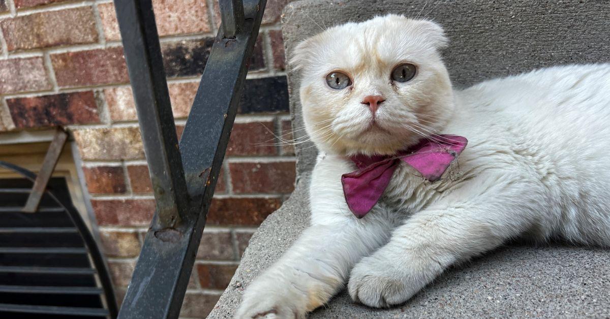 Image of Lulu the Scottish Fold cat was found roaming the streets of Centennial, Colo. wearing a pink bow.
