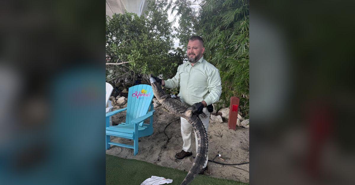 Image of Stuart, Fla., police captured an alligator that had crashed happy hour at a tiki bar.