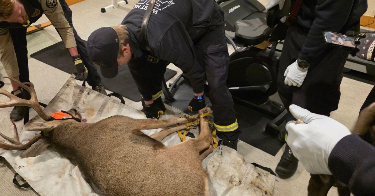 Image of Firefighters used stretchers to carry the bucks out of the basement.