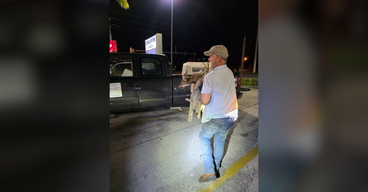 Image of Police and wildlife experts were able to rescue Wile E. Coyote.