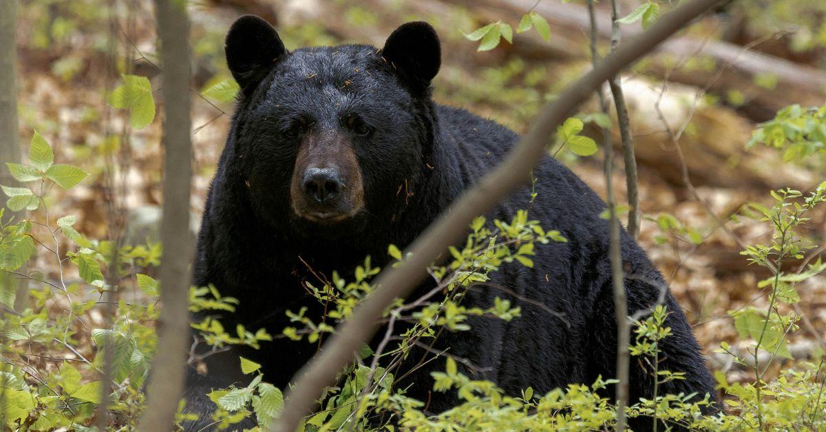 Image of There are thousands of black bears in Utah.
