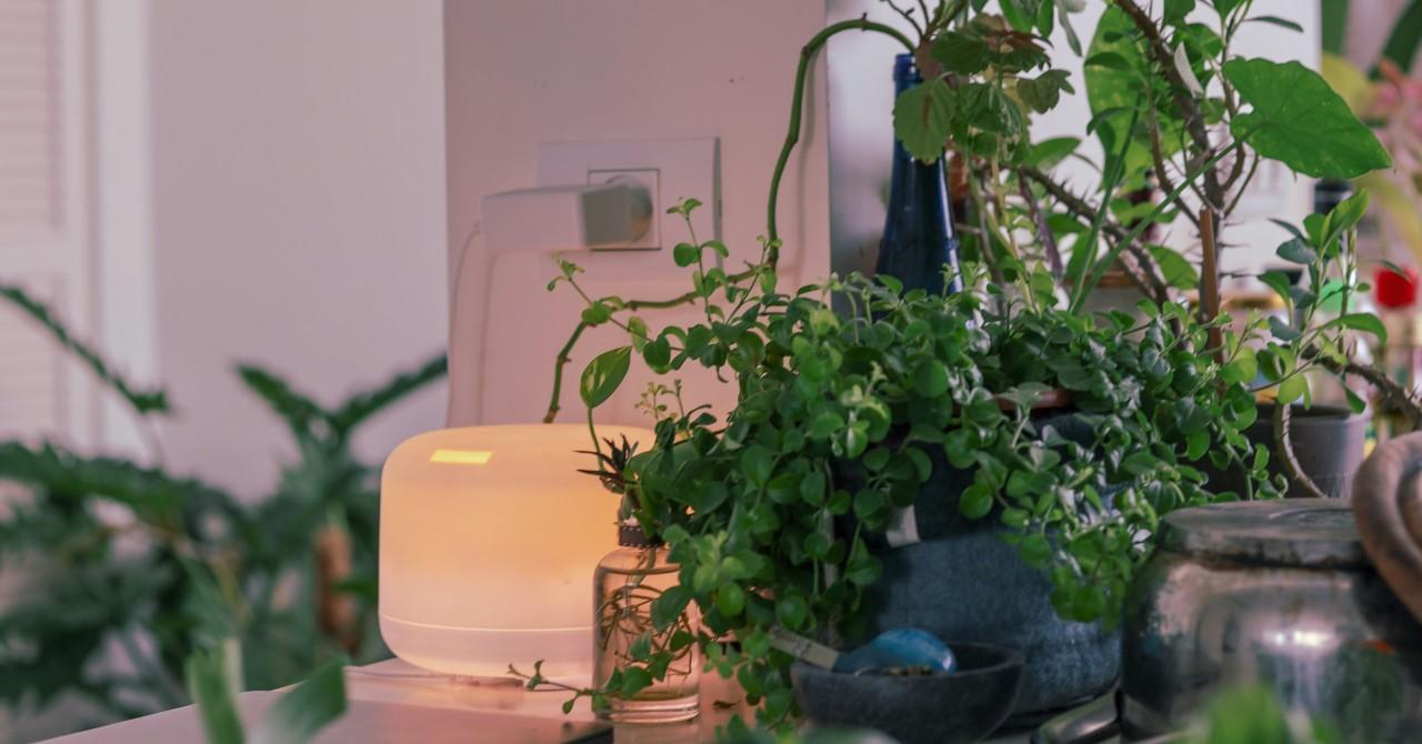 why having house plants will keep you happy healthy