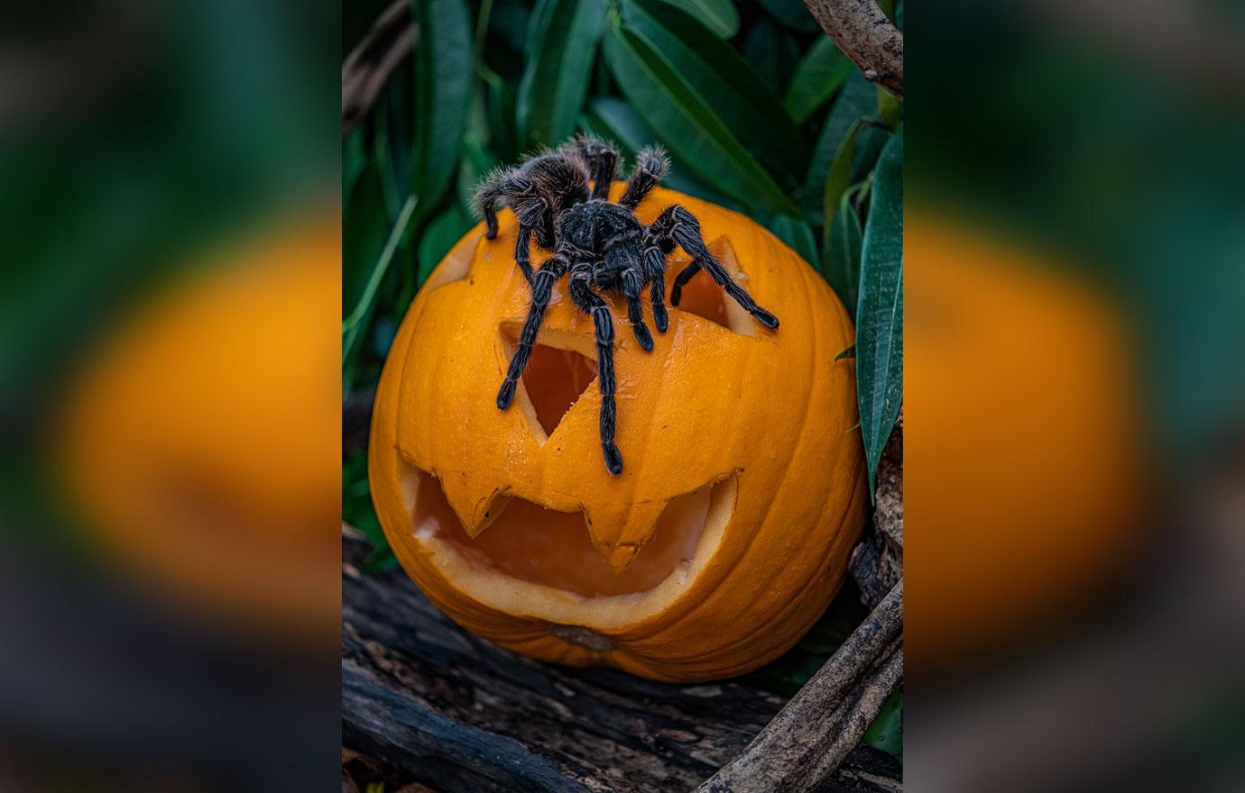 animals at chester zoo get into the spooky spirit this halloween