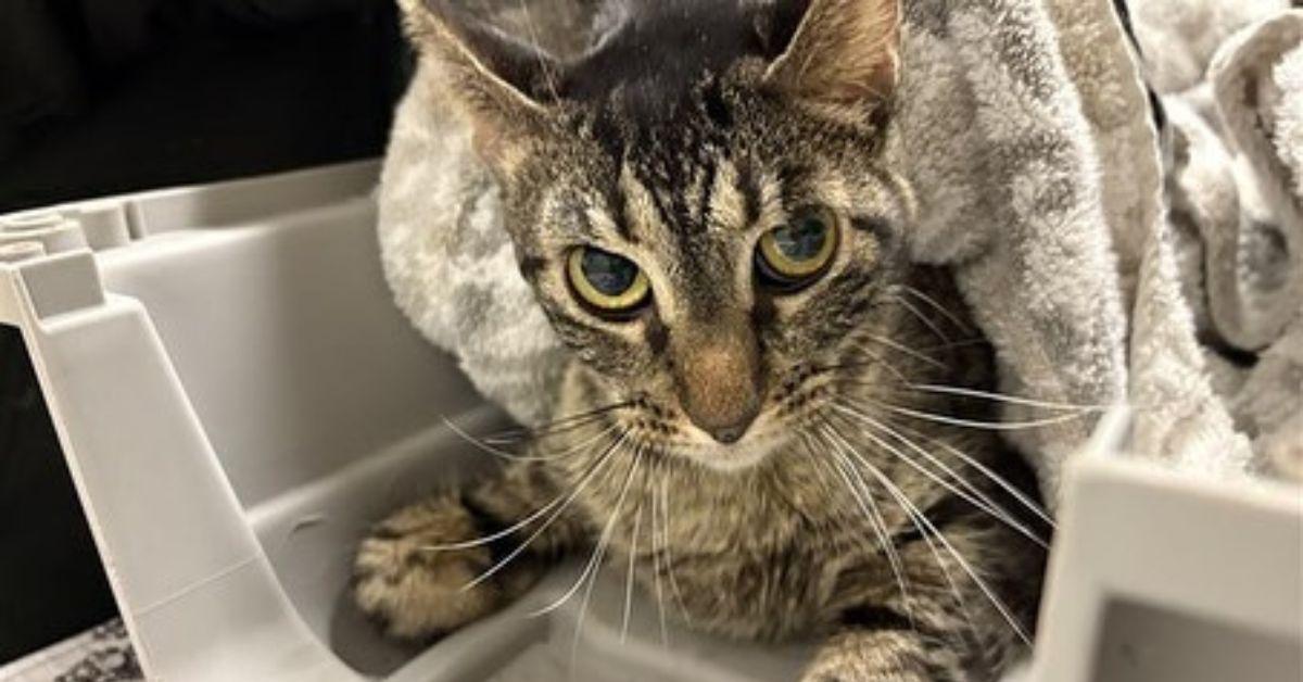 Image of Rescuers found two cats in the abandoned apartment.