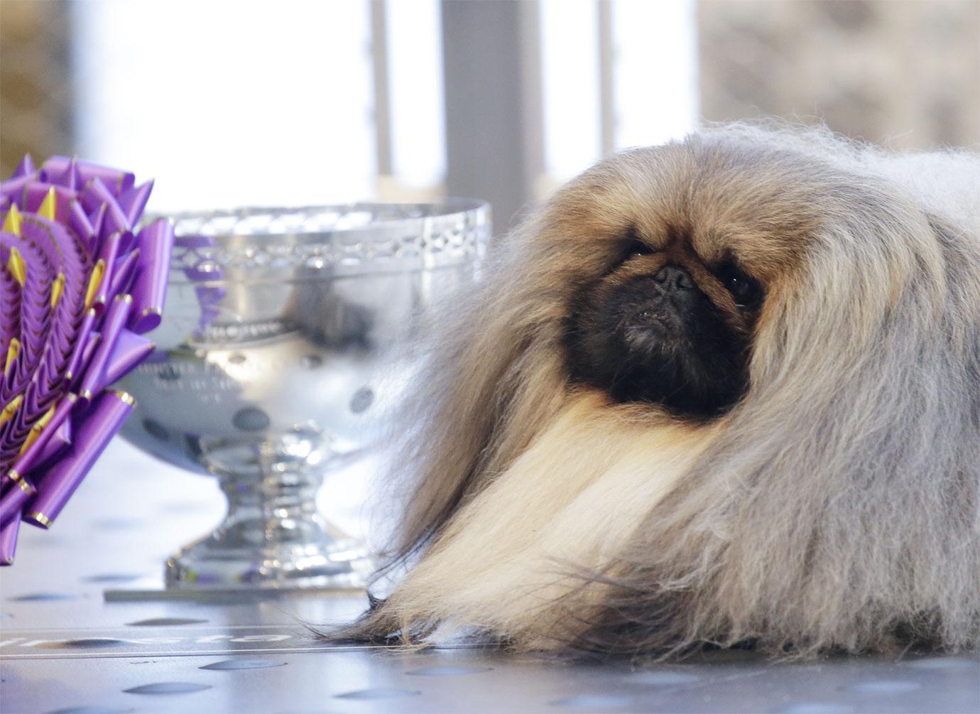 wasabi the pekingese visits empire state building after winning westminster