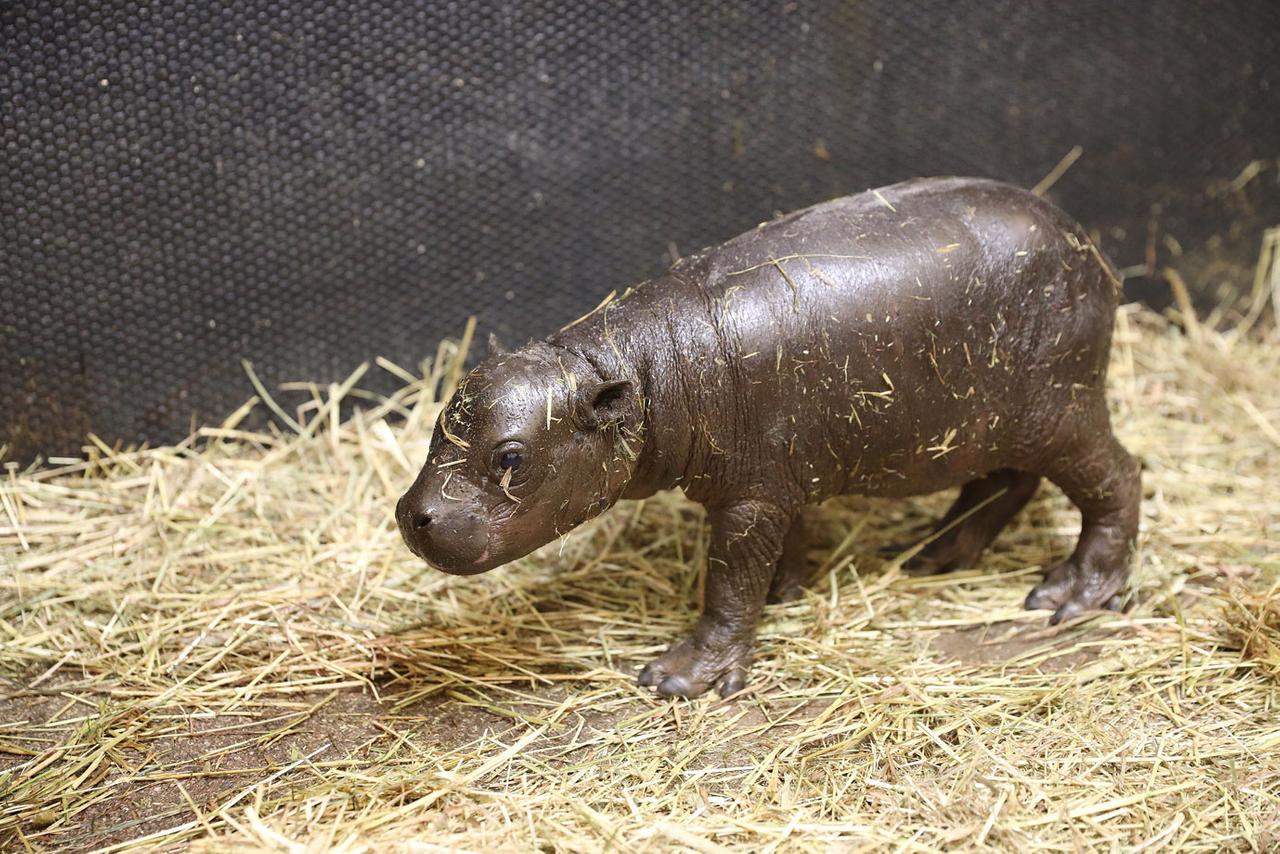 Edinburgh Zoo Welcomes Endangered Pygmy Hippo Calf: Photos