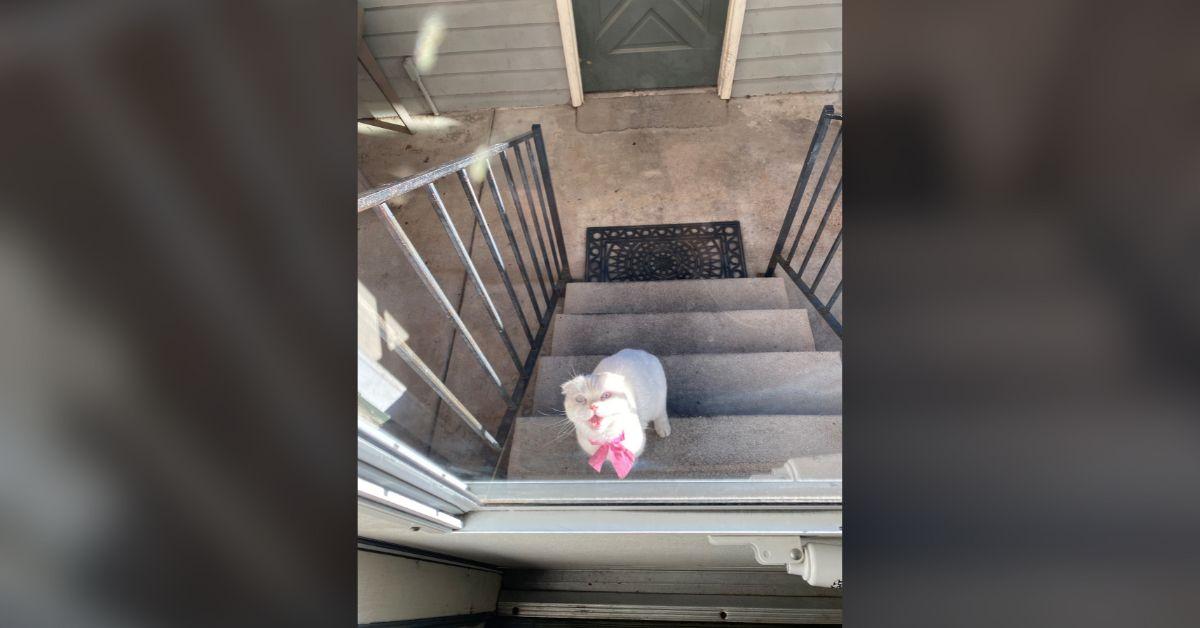 Image of Police shared photos of Lulu, the "stray" cat they found in Centennial and reunited with her owners.