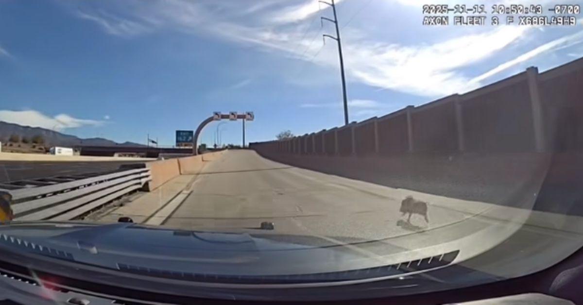 Image of Dashcam footage showed the pig being chased down by a police car on the highway.