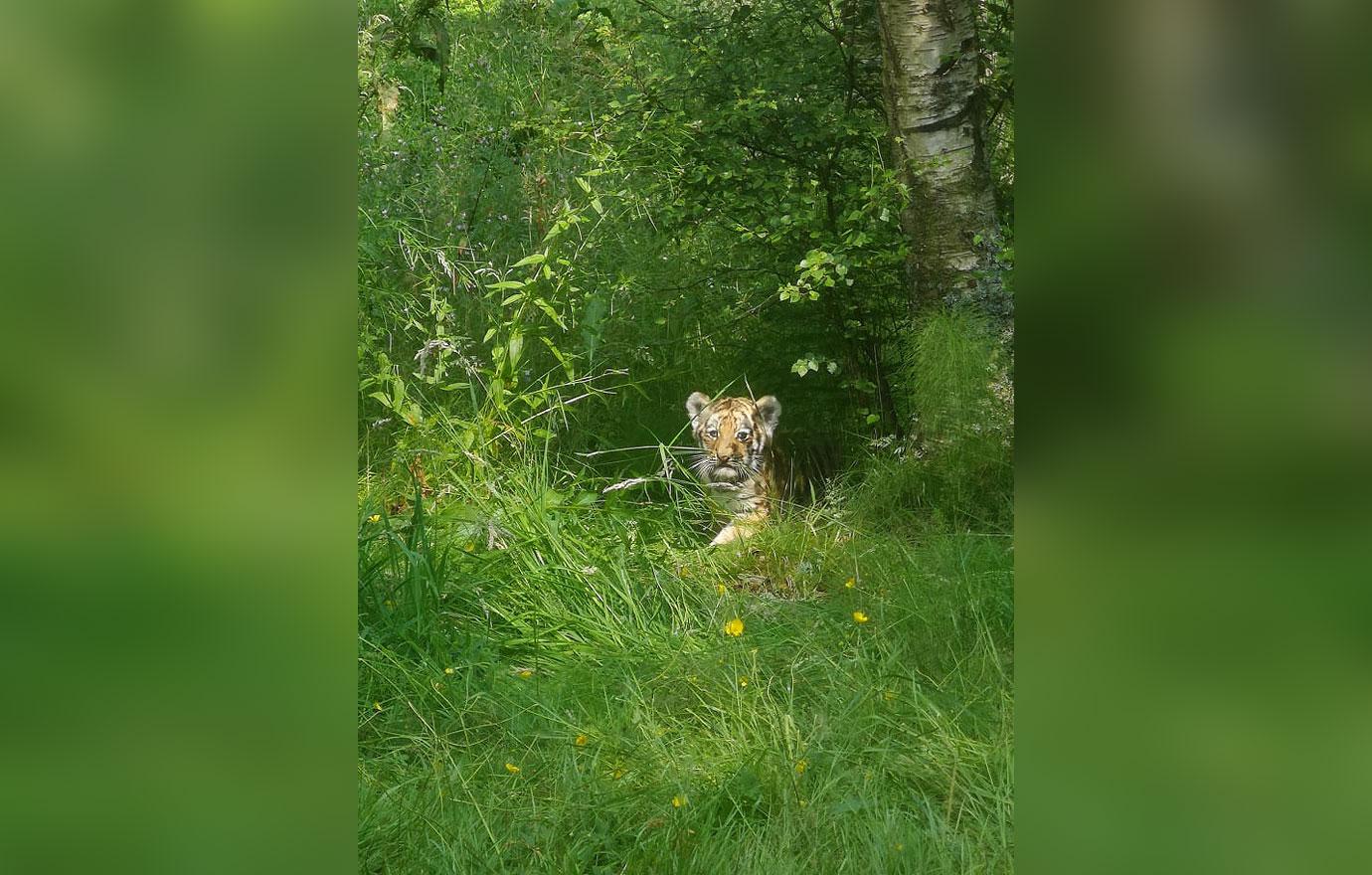 royal zoological society of scotland announces names of  endangered amur tiger cubs