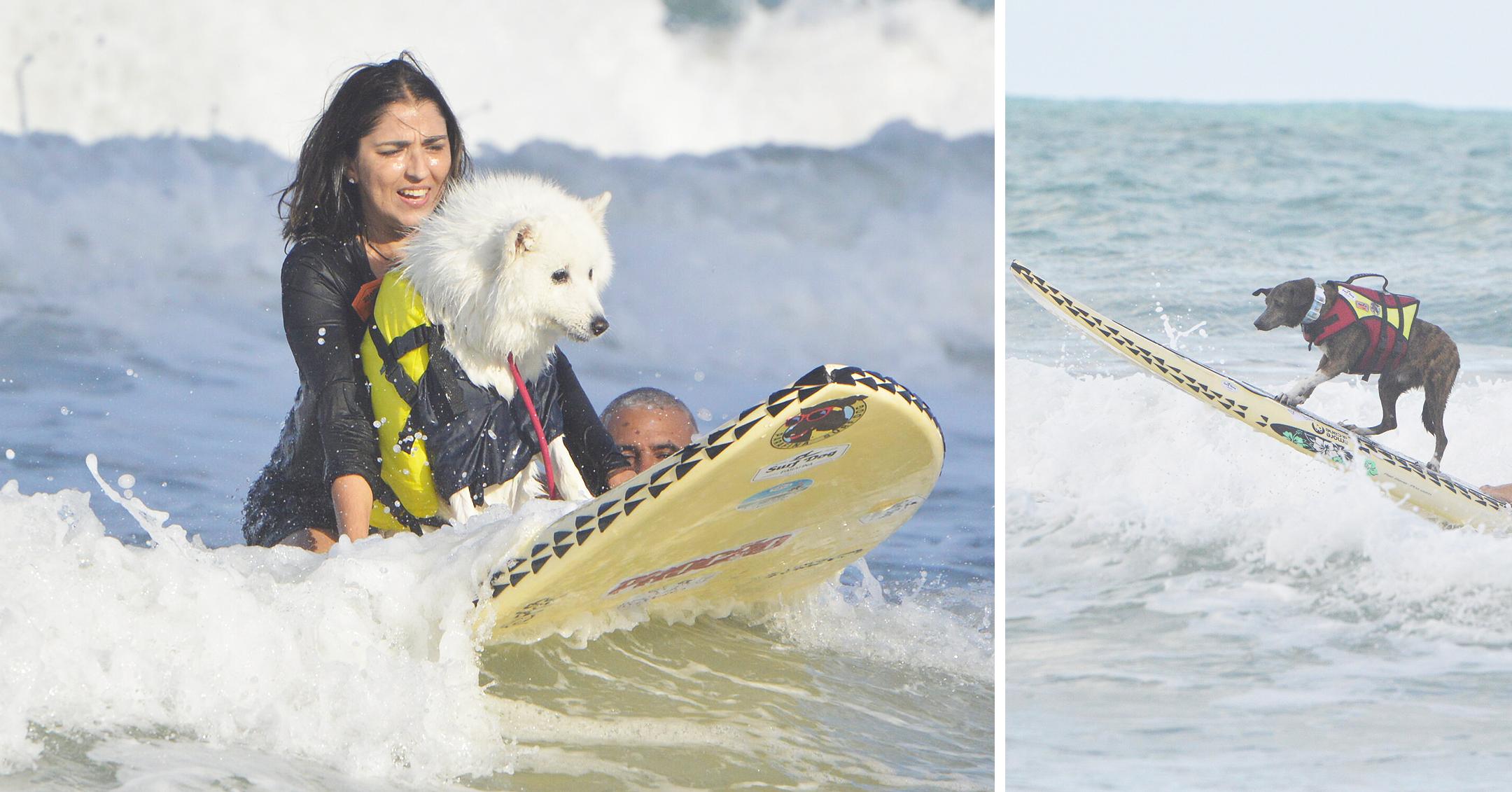 surf dog festival takes place on miami beach in natal