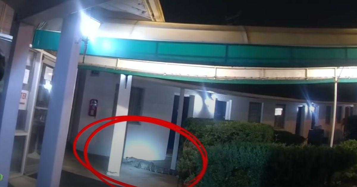 Image of A police officer spotted the alligator minding its business outside the motel.