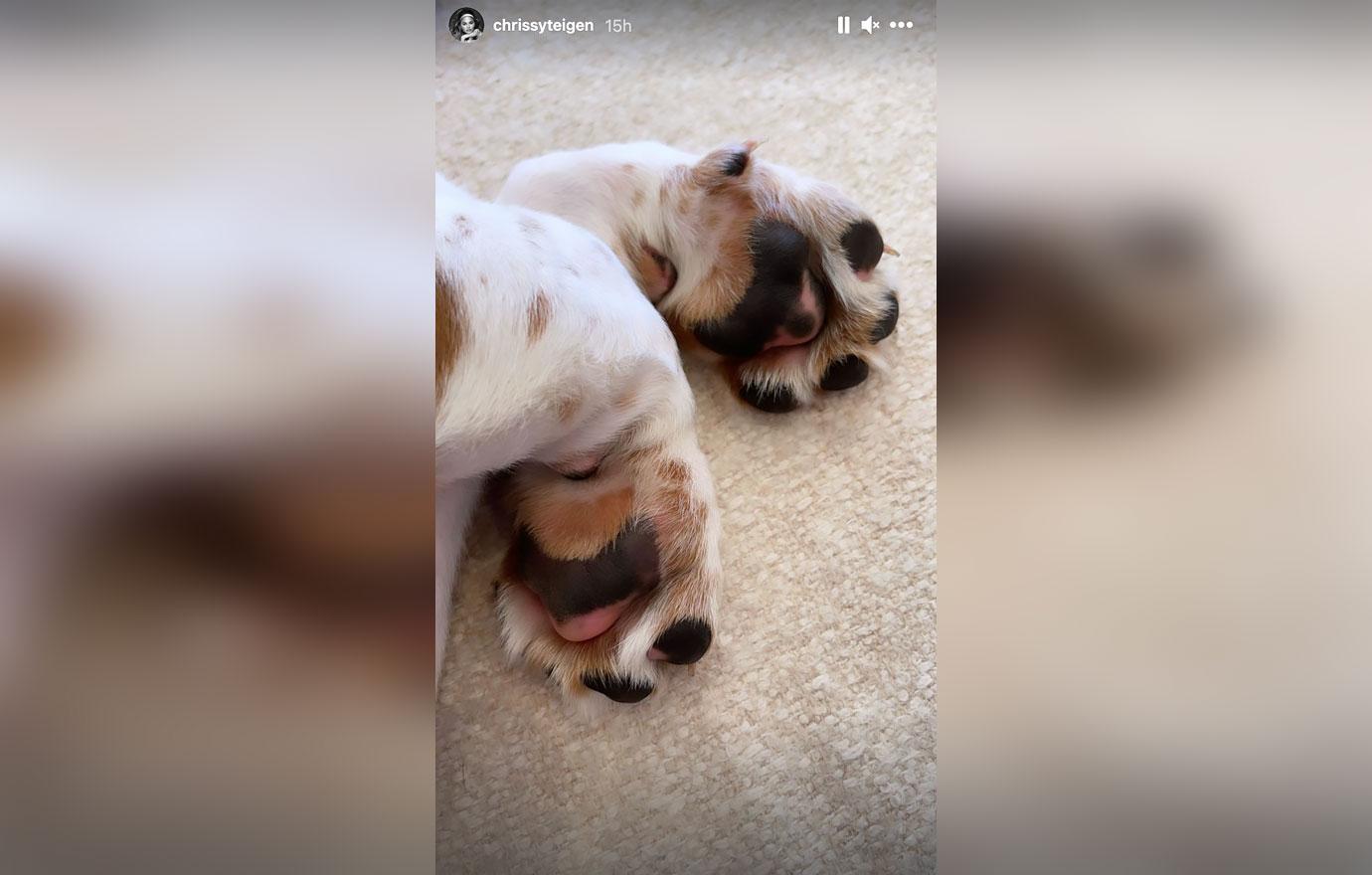 chrissy teigen john legend adopt adorable basset hound