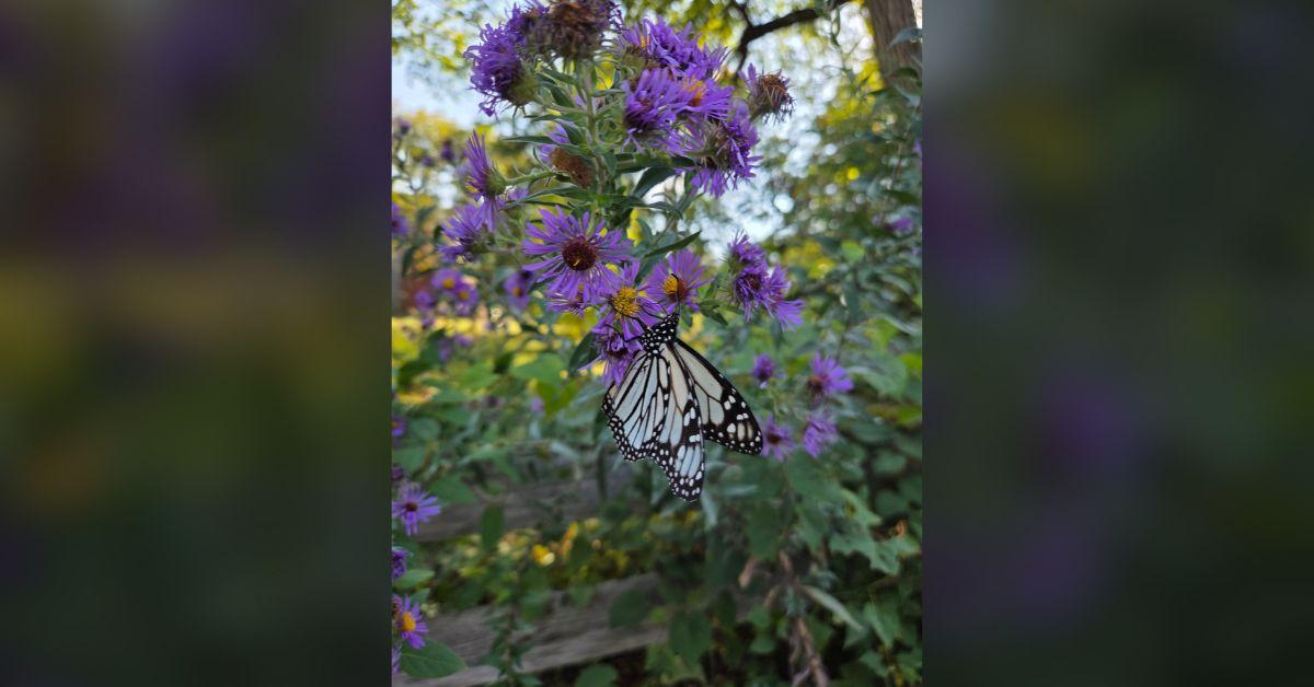 Image of The white monarch butterfly showed in biologist Amanda Gehin's yard in Missouri.