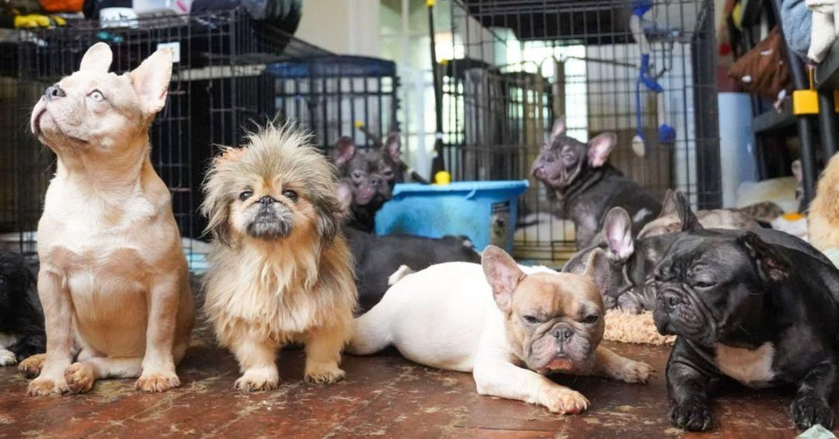 image of Police found over 80 animals in 'dangerous conditions' in a Statesboro home.