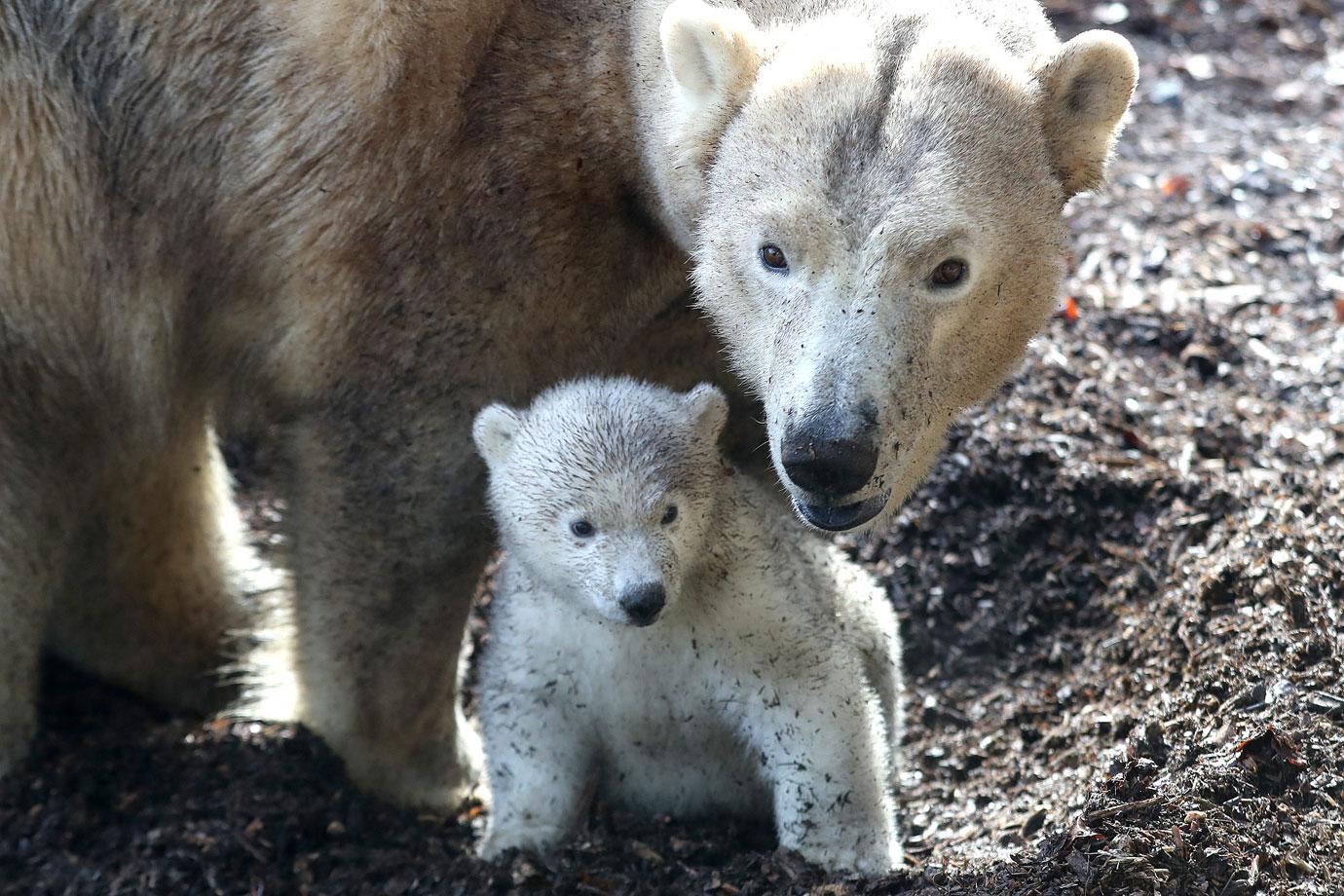 first outing baby polar bear with mom mh