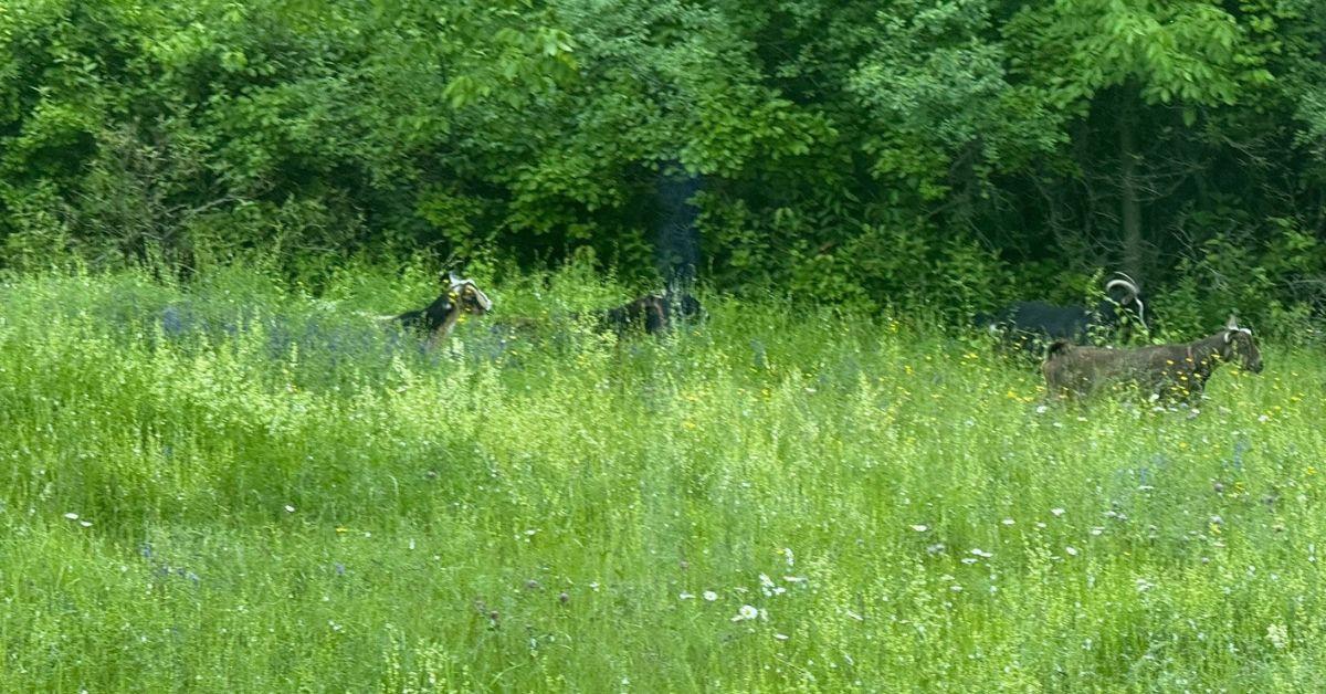 Image of Maine State Police shared details of the incident on social media.