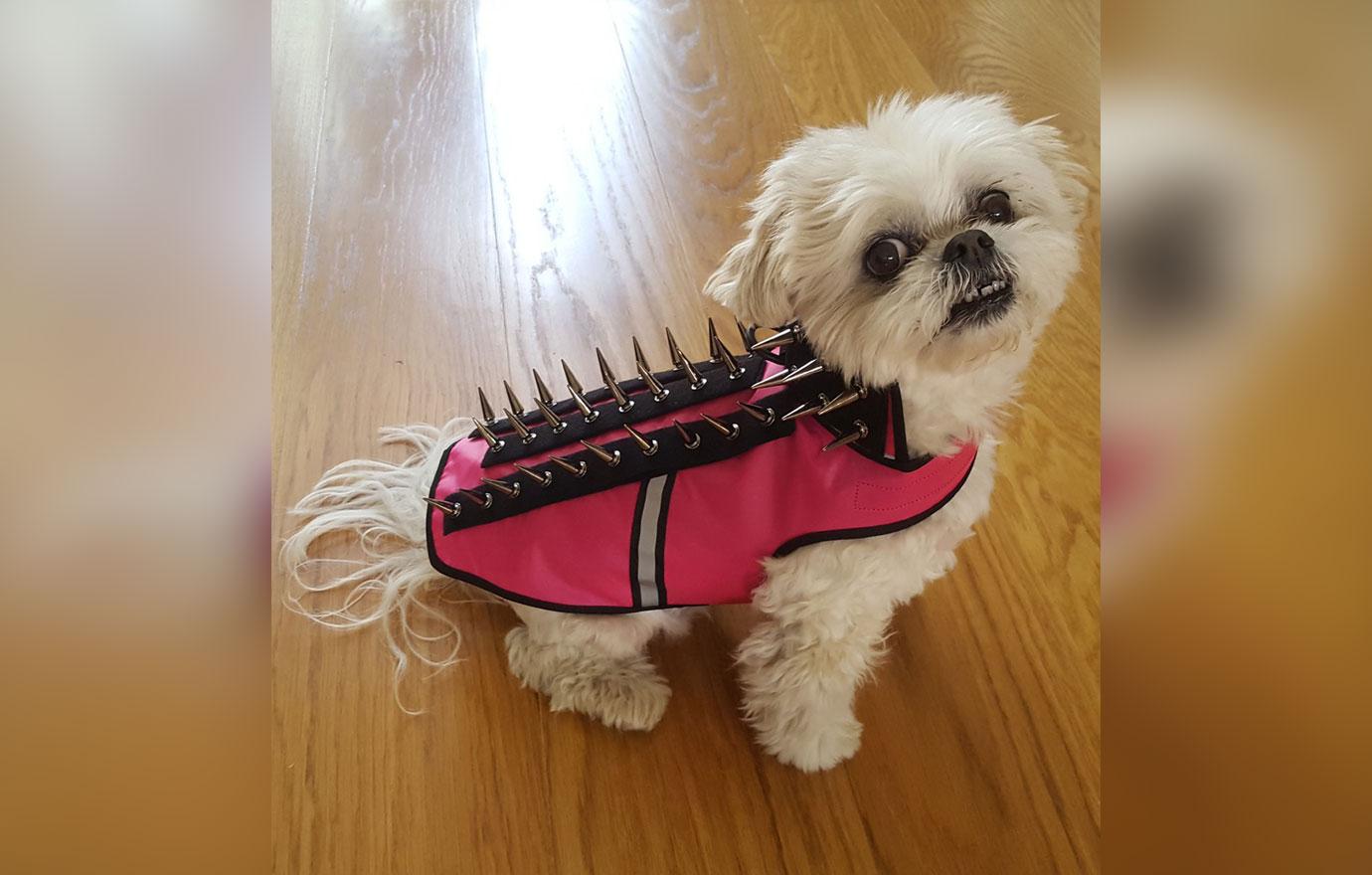 Spiked vest store for small dogs