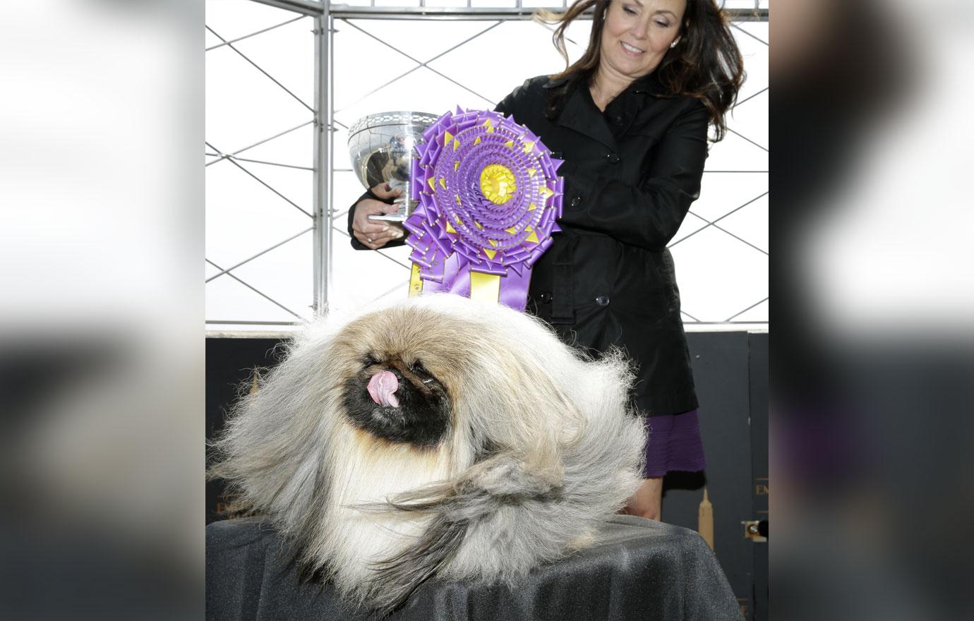 wasabi the pekingese visits empire state building after winning westminster