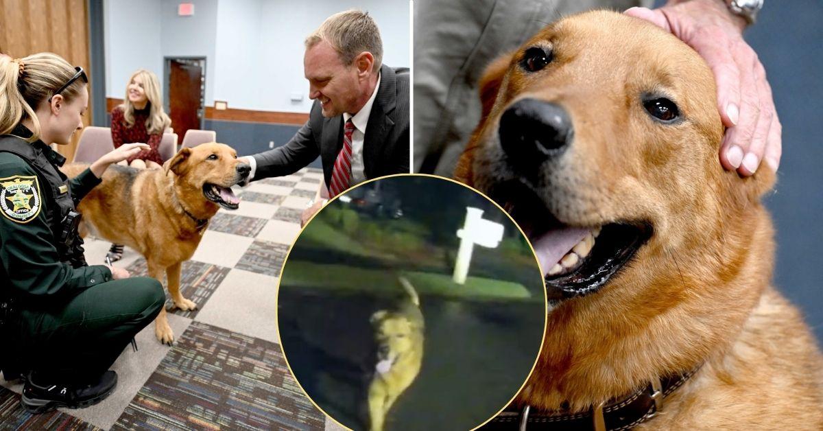 Image of A dog named Eeyore saved his "grandmother" after she took a fall in Florida.