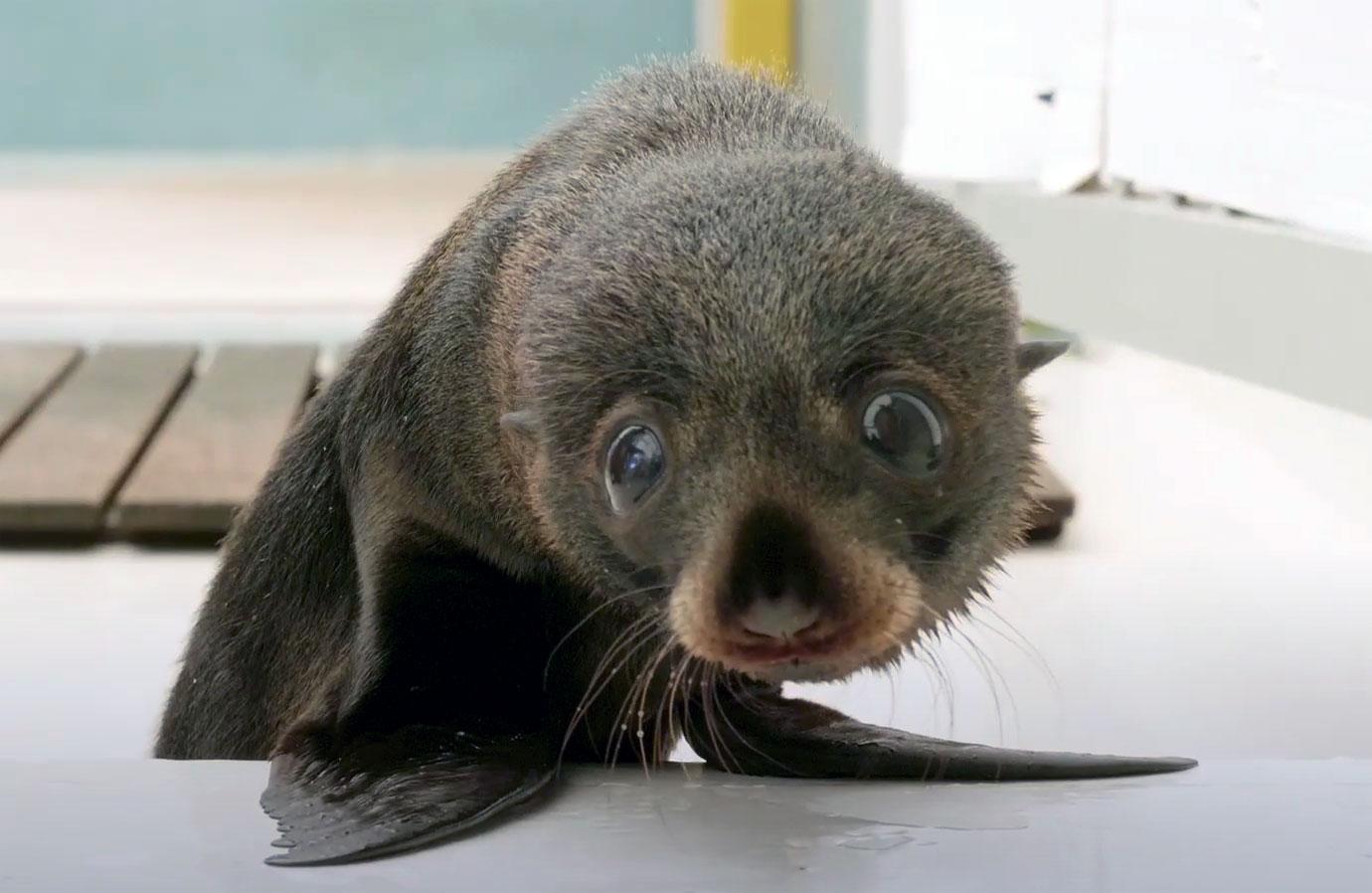 seal pup birubi debut at taronga zoo sydney mh