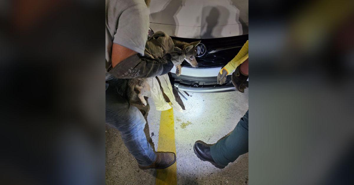 Image of The coyote had two broken legs but miraculously survived.