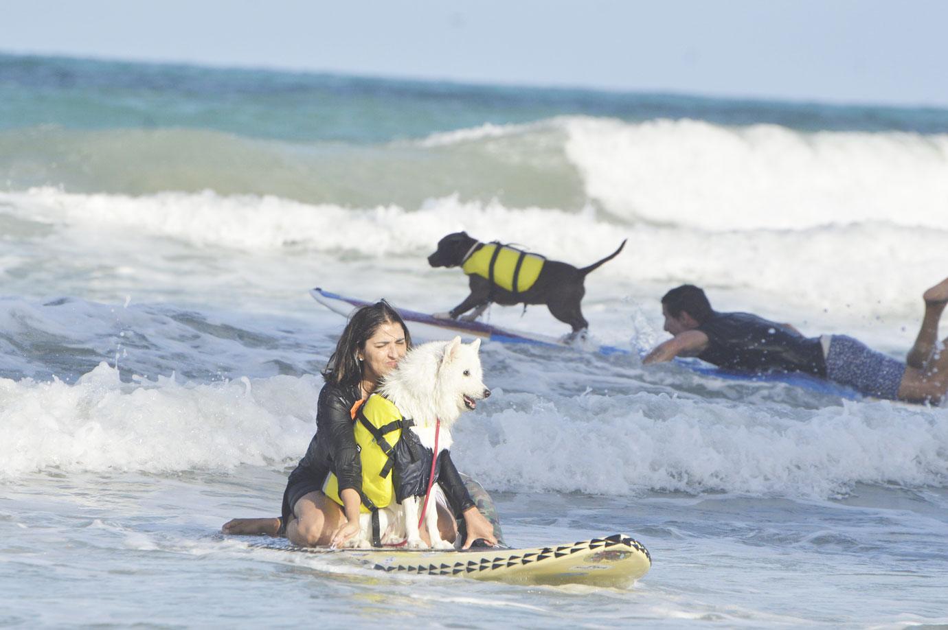 surf dog festival takes place on miami beach in natal